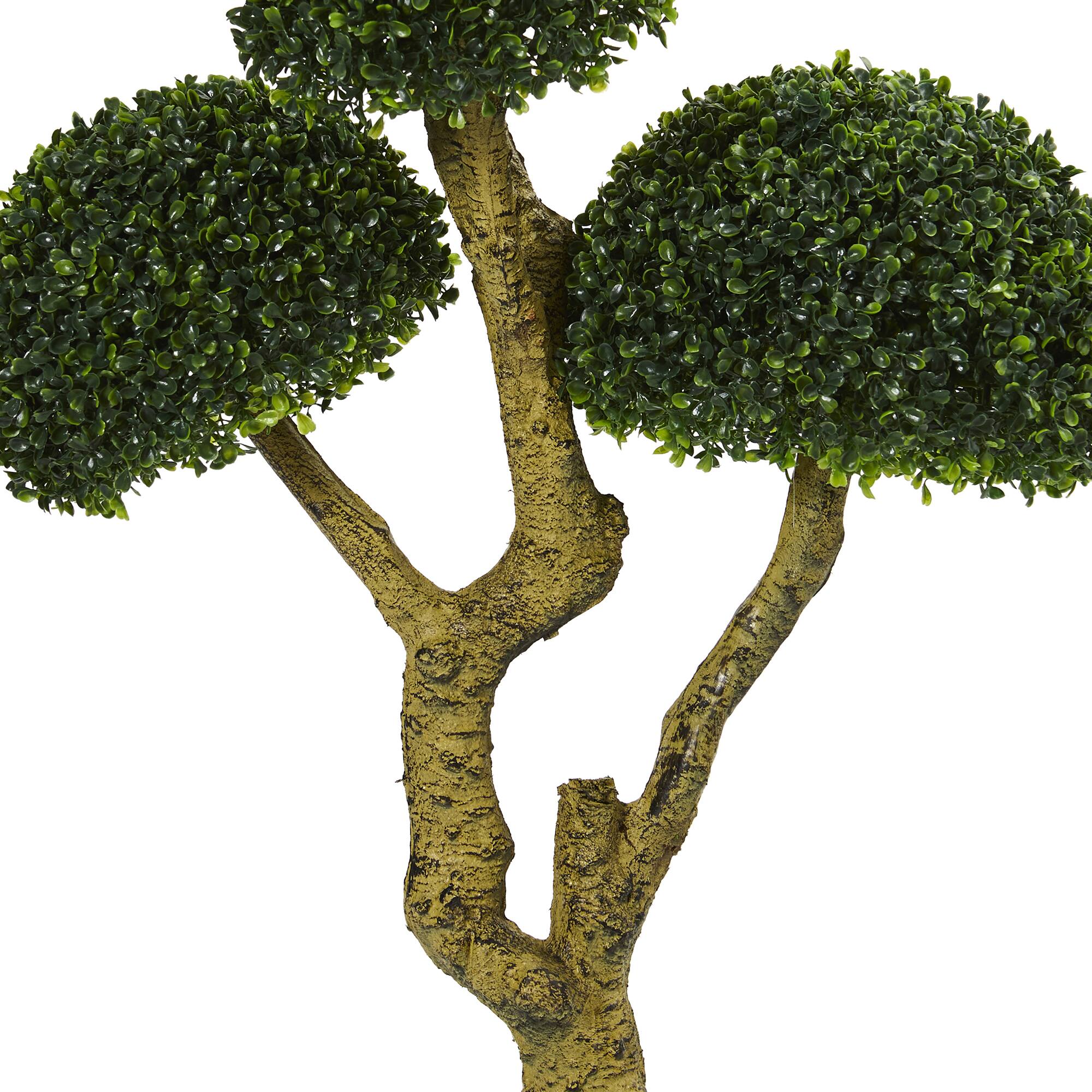 5ft. Potted Boxwood Tree